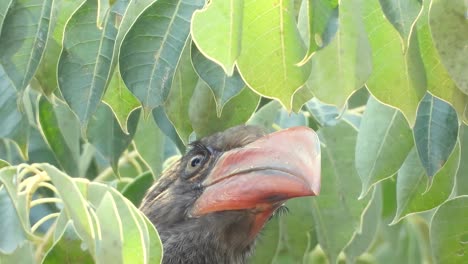 crowned hornbill  pruning its feathers