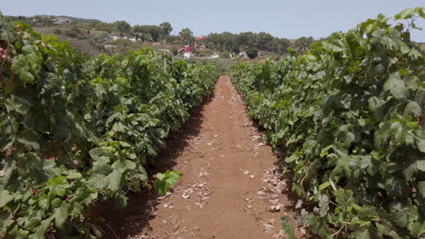 trail between rows of vine grapes at summertime on countryside vineyard