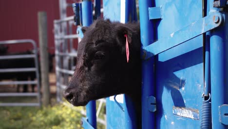 vaca en apretón disparar en la granja