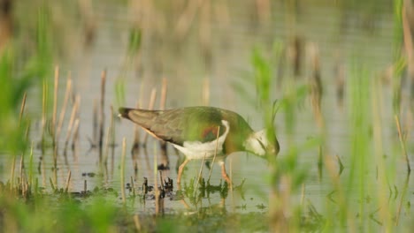 telephoto tracking of kievit or northern lapwing feeding in wetlands slowly walking