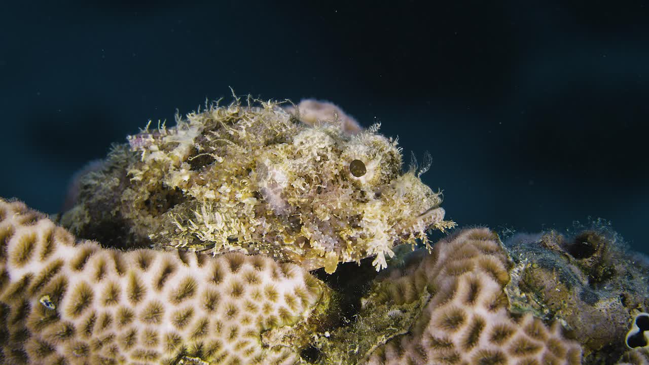 Stonefish. Invisible and poisonous. Red sea.