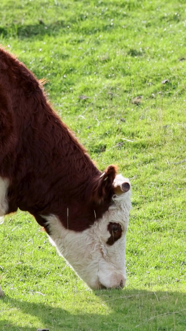 Una mucca Hereford pascola tranquillamente in un pascolo verde e soleggiato, raffigurando una serena vita rurale.