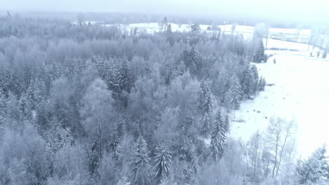 morning aerial view of the winter forest