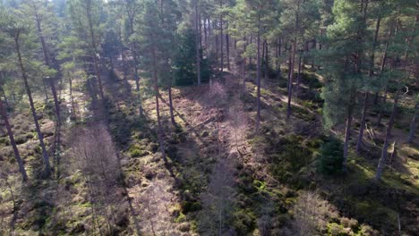 Imágenes-Cinematográficas-De-Drones-Aéreos-Mirando-Hacia-Abajo-En-El-Dosel-De-Un-Bosque-Nativo-De-Pino-Silvestre-Y-Abedul-En-Escocia-Con-Rayos-De-Luz-Que-Destacan-El-Brezo-Y-La-Alfombra-Verde-Musgosa-Del-Suelo-Del-Bosque