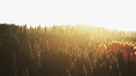 stunning sunset over a coniferous forest