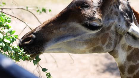 giraffe eating leaves at chonburi zoo