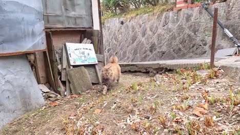 오노미치 히로시마 현의 방황 고양이