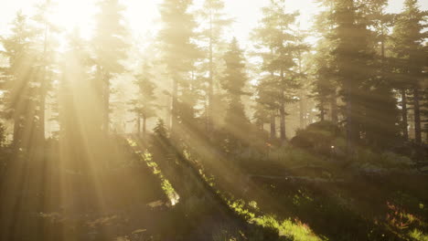 Sonne-Geht-In-Einem-Wald-Mit-Nebel-Auf