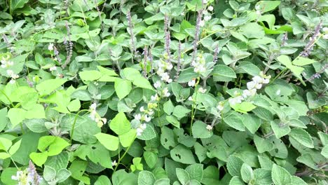 fast-motion sequence of bean plants growing