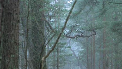 Bosque-De-Pinos-Silvestres-Con-Musgo-Verde-Y-Brezo-Bajo-Los-árboles,-Día-Nublado-Con-Niebla-Ligera,-Bosque-Nórdico,-Costa-Del-Mar-Báltico,-Concepto-Místico,-Toma-De-Mano-Mediana