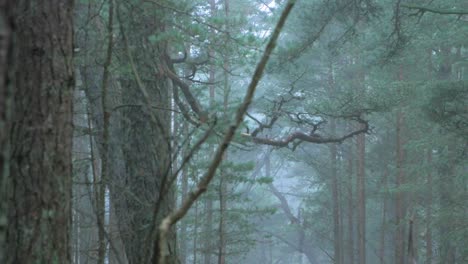 bosque de pinos silvestres con musgo verde y brezo bajo los árboles, día nublado con niebla ligera, bosque nórdico, costa del mar báltico, concepto místico, toma de mano mediana