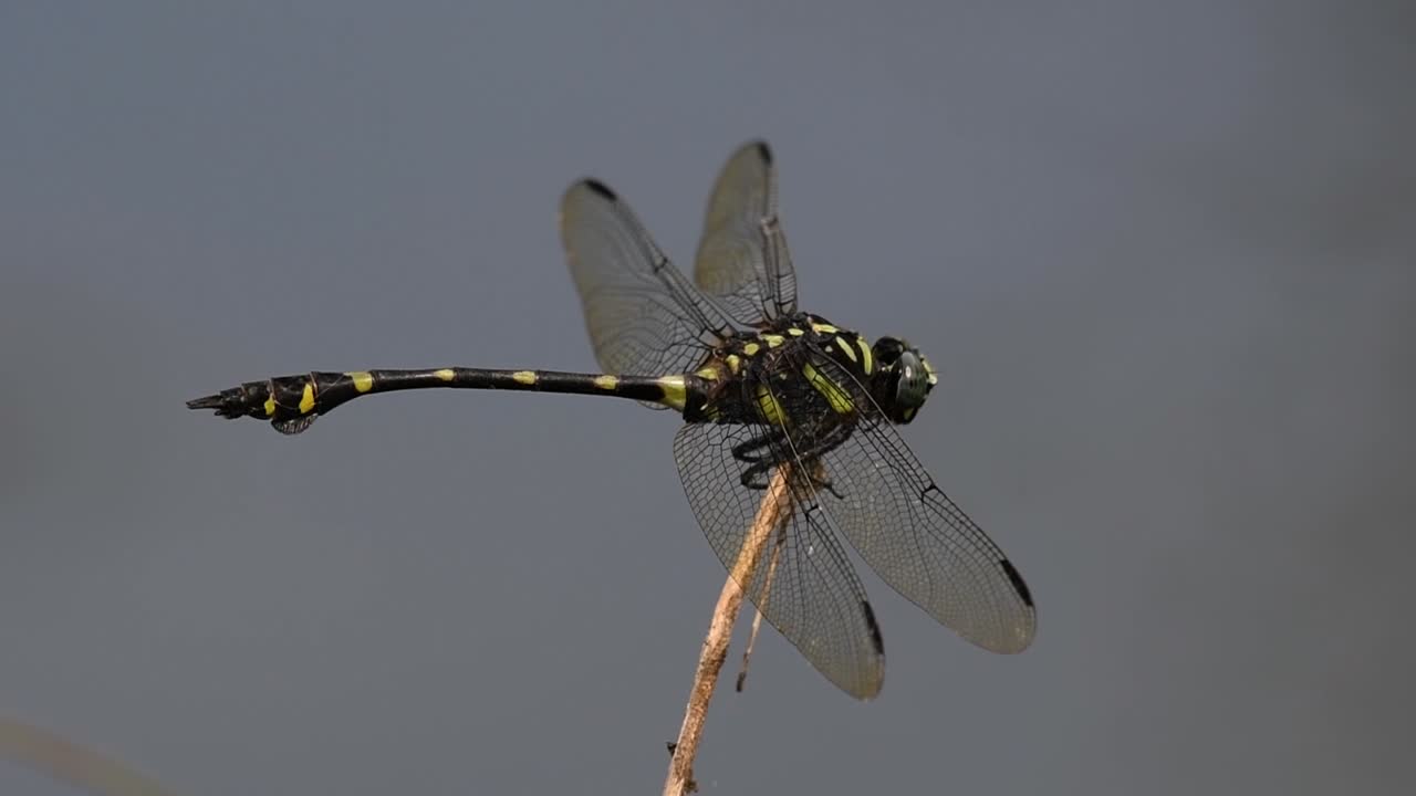 la libélula de cola de brida común se ve comúnmente en tailandia y asia