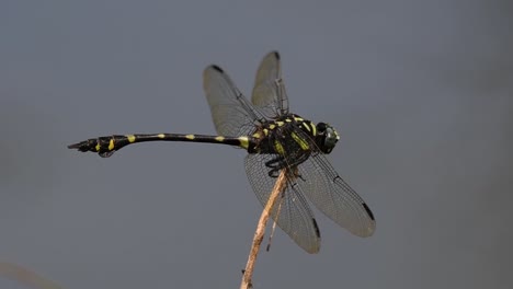 The-Common-Flangetail-dragonfly-is-commonly-seen-in-Thailand-and-Asia