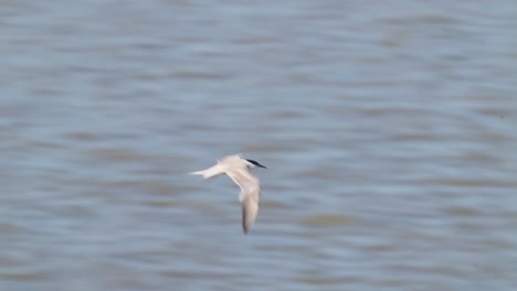 Möwenschnabelseeschwalbe,-Die-über-Das-Meer-Fliegt