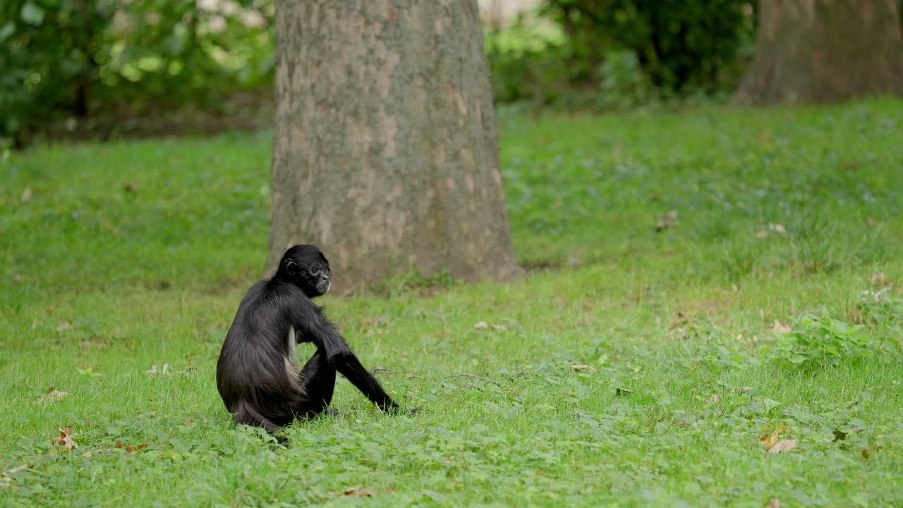 Concetto contro lo zoo, scimmia solitaria e depressa siede nel prato e si gratta.