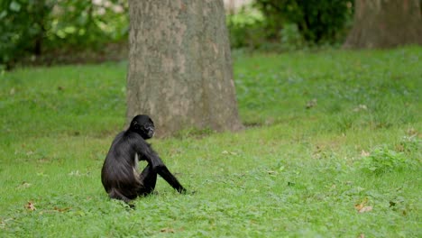 concept against zoo, lonely depressed ape sits in meadow and scratches himself