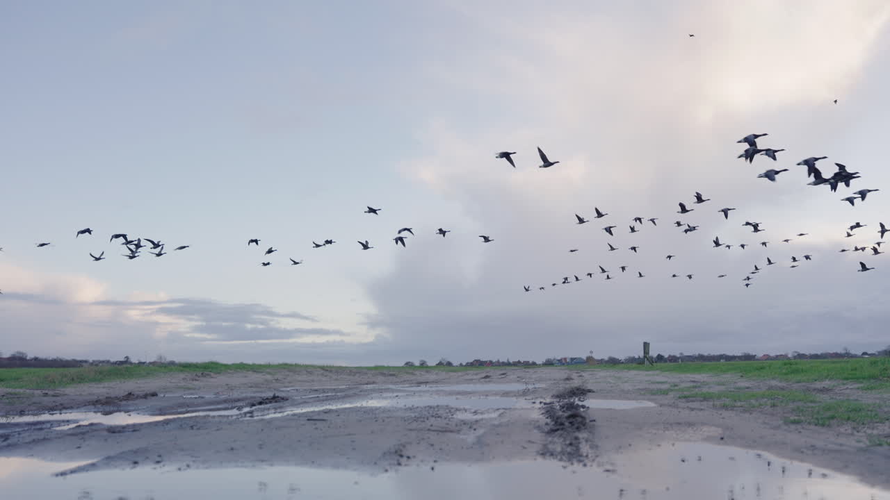늪지대를 슬로우 모션으로 날아가는 기러기 떼