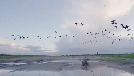 una bandada de gansos volando a cámara lenta sobre una zona pantanosa