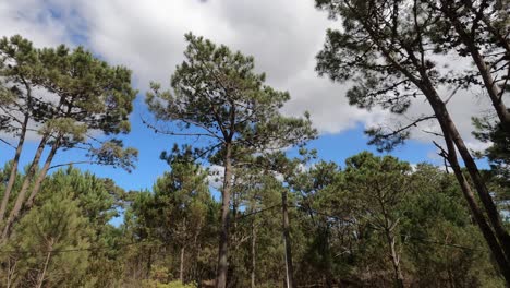 Time-Lapse-Tiro-Nubes-Volando-En-El-Cielo-Azul-Sobre-Pinos-En-Verano---4k