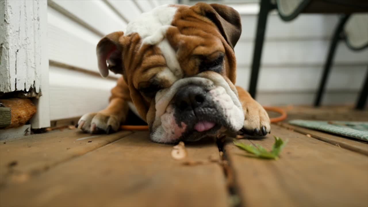 el bulldog inglés tendido se mueve hacia una hoja, a cámara lenta