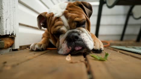 laying english bulldog moves towards a leaf, slow motion