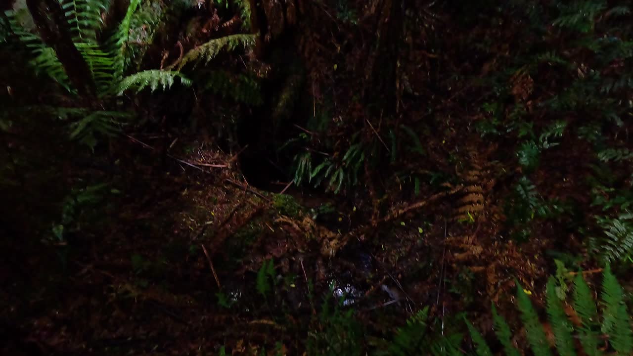 vegetación exuberante a lo largo de un sendero de bosque tropical