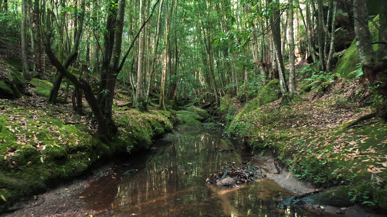 Drone flying through cine forest creek