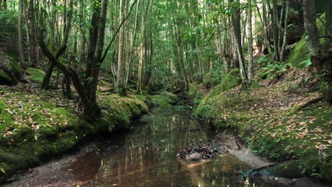 drone flying through cine forest creek