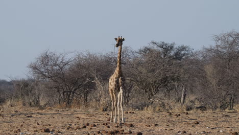 een enkele giraffe die op een zonnige dag in de vlaktes loopt