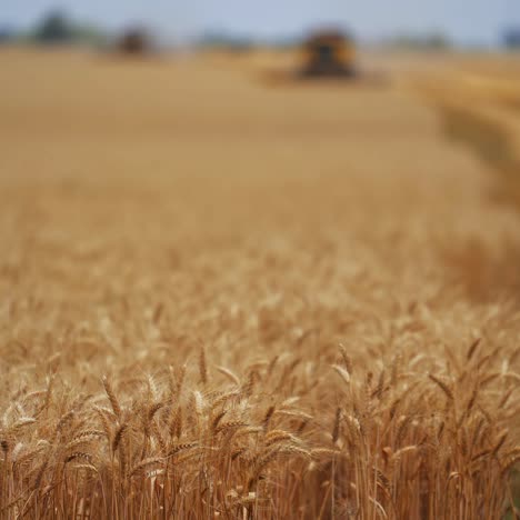 golden ripe ears of wheat