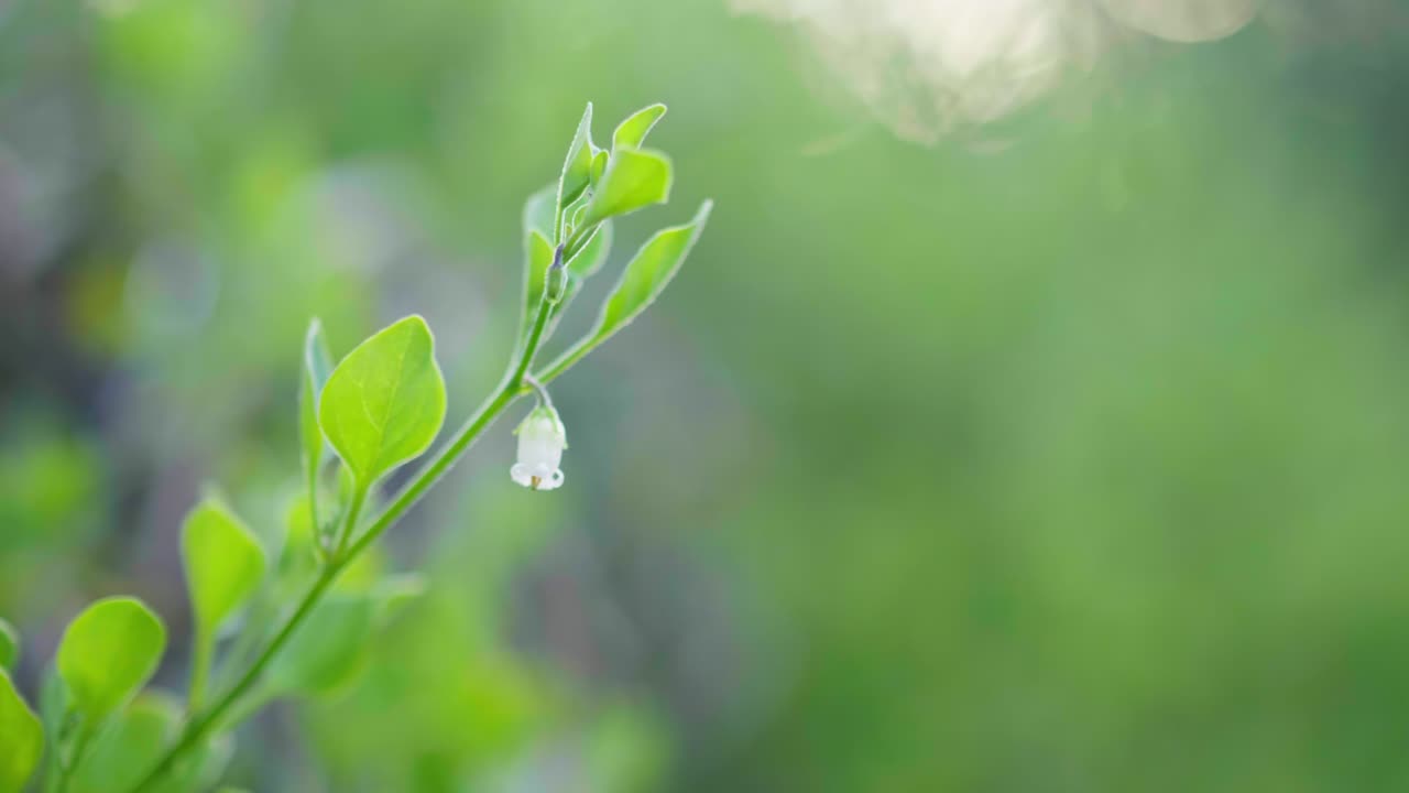 Close-up of a small white flower bud, capturing delicate petals and natural beauty in a serene outdoor setting