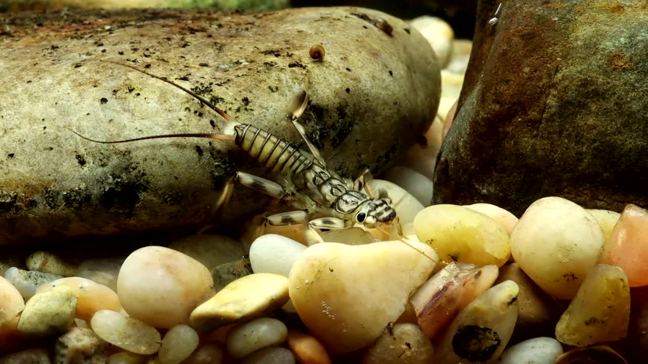 Stonefly nymph (Claassenia sabulosa) crawling along the stream bottom in slow motion, underwater macro close-up