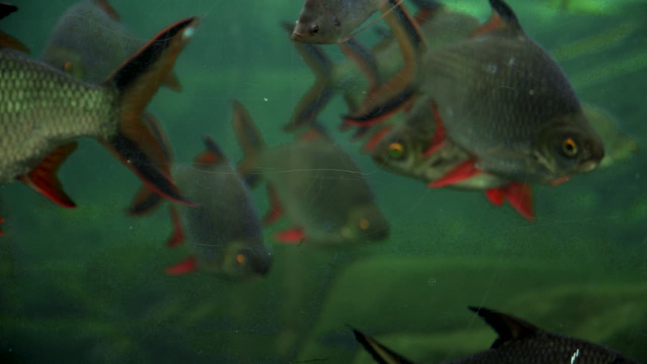 peces nadando bajo el agua