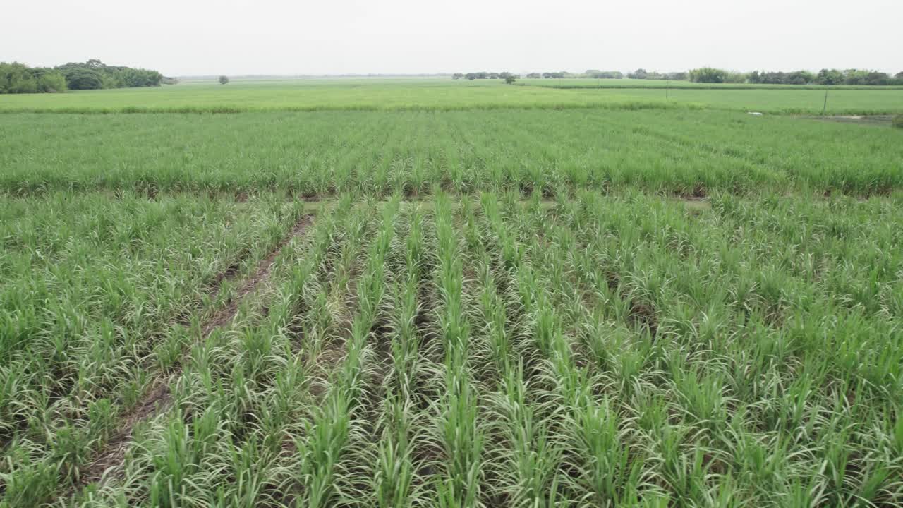 콜롬비아 칼리 에 있는 파인애플 식물 들 의