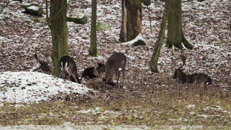 Dos-Ciervos-Machos-Participan-En-La-Batalla,-Bloqueando-Cuernos-En-Medio-Del-Paisaje-Nevado-Del-Bosque-De-La-República-Checa