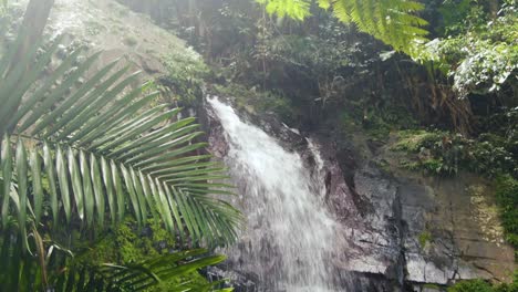 waterfall by cliff and tropical forest in puerto rico, pan from behind tree