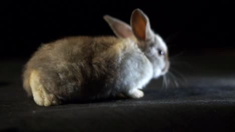 retrato en primer plano de un adorable conejo lop bebé con pelaje esponjoso blanco y marrón retorciendo su nariz en un fondo de estudio negro