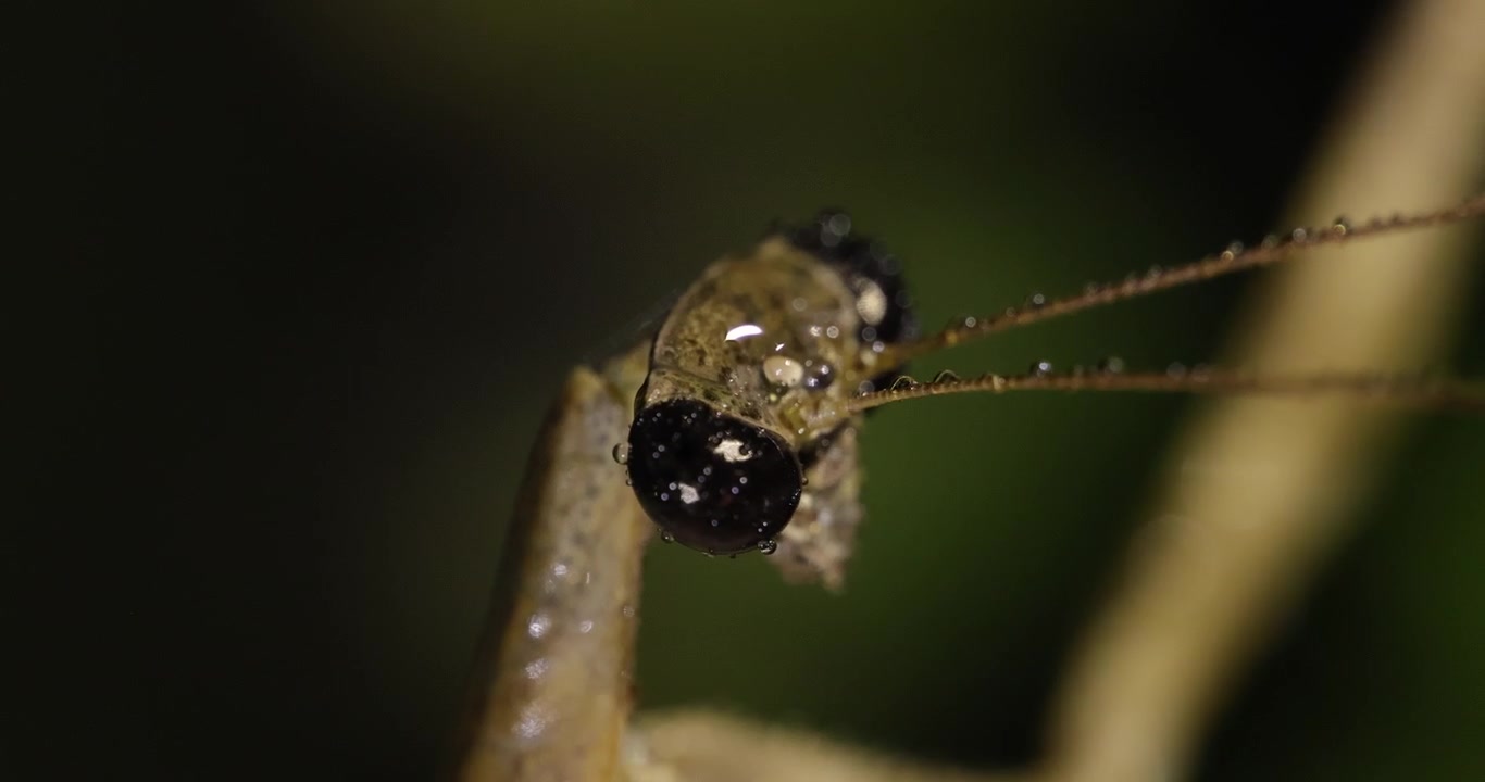 Mantide religiosa notturna che gira la testa con pseudopupille scure; blocco della telecamera macro al rallentatore, notte monsonica