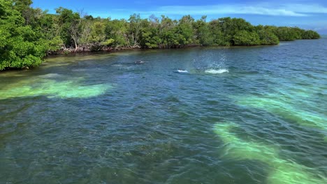 Delfines-Nadando-Cerca-De-La-Orilla-Y-Un-Arrecife-De-Coral-En-Los-Cayos-De-Florida,-Estados-Unidos