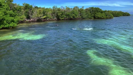 Dolphins-swimming-close-to-the-shore-and-a-coral-reeff-in-Florida-Keys,-USA