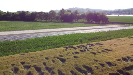 Mixed-cultivation-corn-and-wheat-field-organic-agriculture-aerial-view