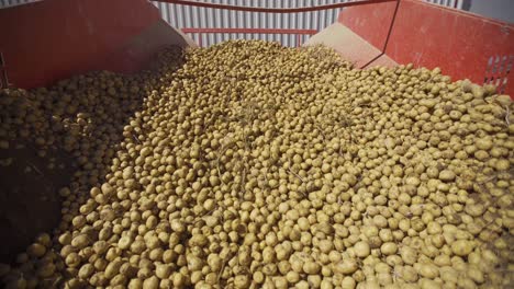 potatoes moving on the conveyor belt. time lapse.