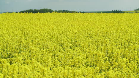 super wide shot of a yellow canola field on a sunny spring morning