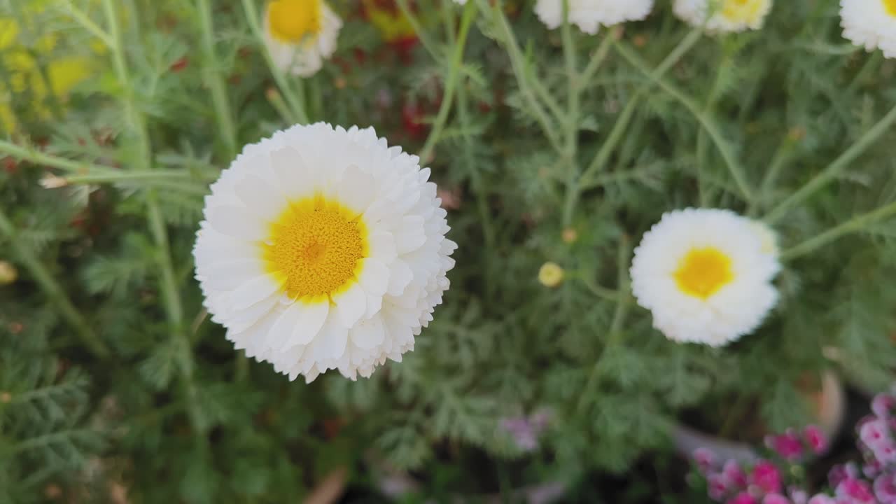 繊細な白い幾重にも重なった花びらと鮮やかな黄色の中心部を持つハナギク（Chrysanthemum coronarium）の花のクローズアップ周回ビュー。緑の葉に囲まれている。