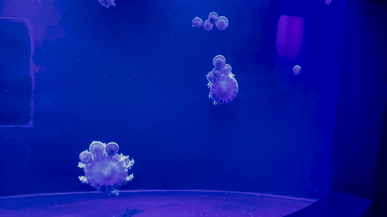 Jellyfish in tank at aquarium