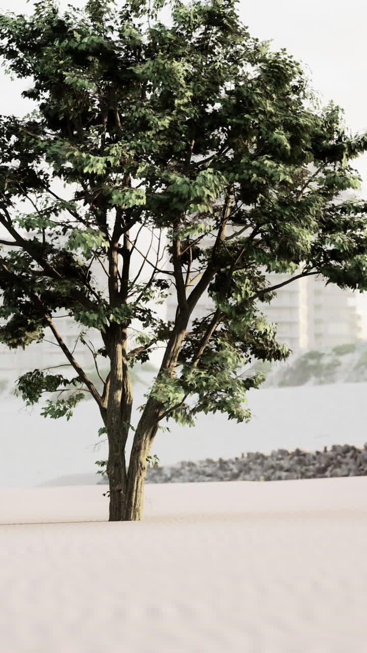 Single Tree on a White Sand Beach