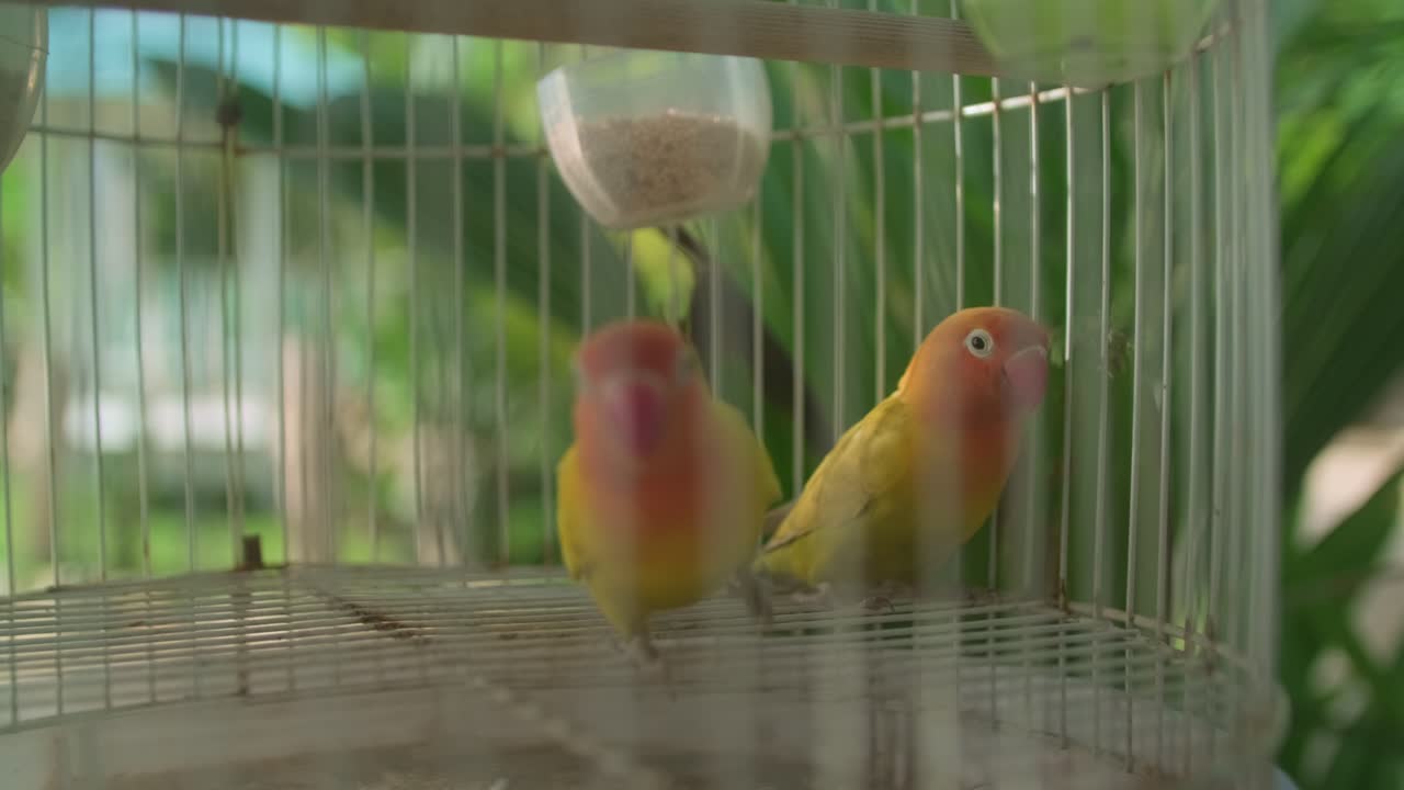 발리 무새: 활기찬 색 과 이국적 인 아름다움