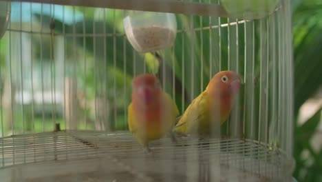 loros de bali: colores vibrantes y belleza exótica