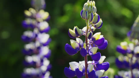 Lupins-in-a-cottage-garden,-England,-UK