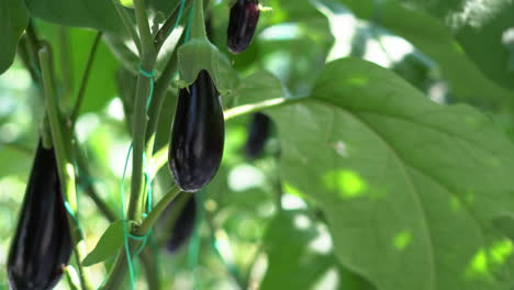 close-up of aubergine in a greenhouse